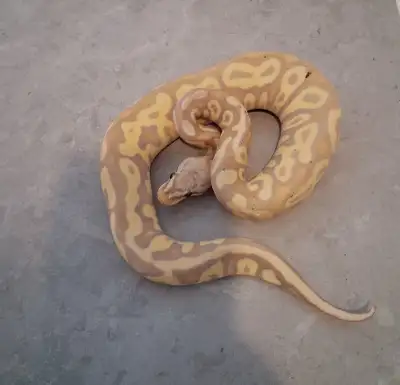 3 female ball pythons for sale 0.1 pastel banana leopard yb het clown het hypo - $275 0.1 hurricane...
