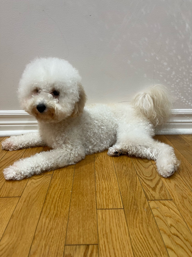 Miniature Poodle in Dogs & Puppies for Rehoming in City of Toronto - Image 4