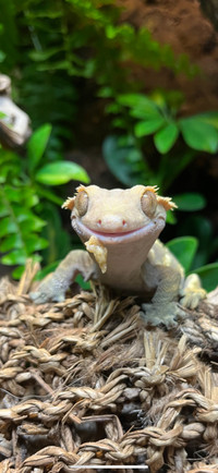 Adult Female Crested Gecko