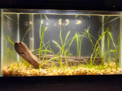 Planted Aquarium with Guppies, View more