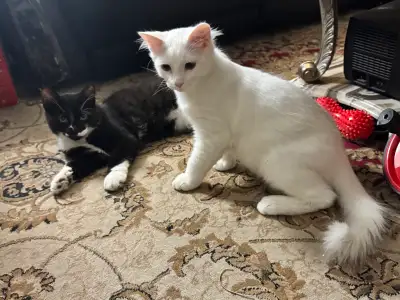 kittens! , View more