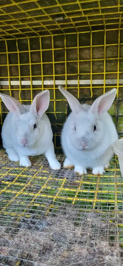 One adult female and two 10 week old bunnies. One female and one male. Free to a good home and the p...