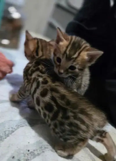 Bengal kittens, View more