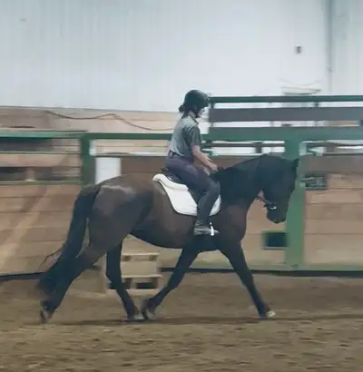 4 yr old reg. Canadian gelding, View more