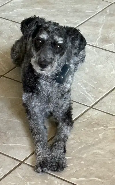 4 yrs old Aussidoodle - Rehome, View more