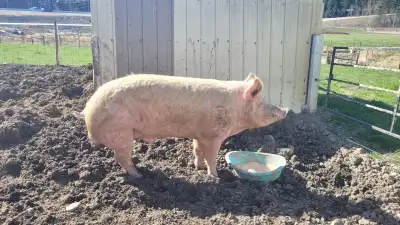 Landrace x Berkshire Boar, View more