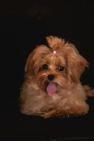 Maltipoo Puppies, View more
