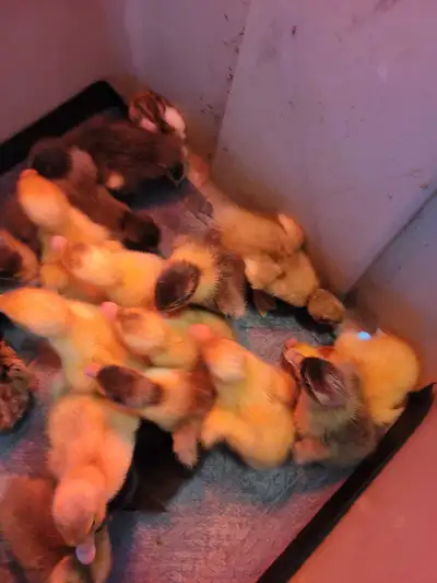 Ancona ducklings, View more