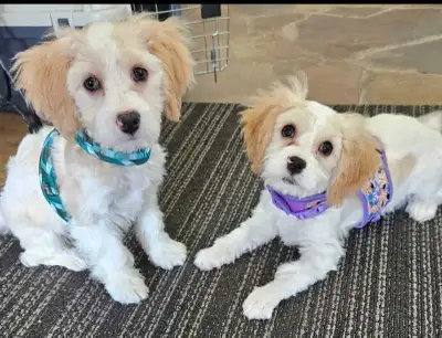 Cavachon puppies, View more