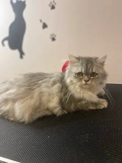 Mobile Cat Grooming Services, View more