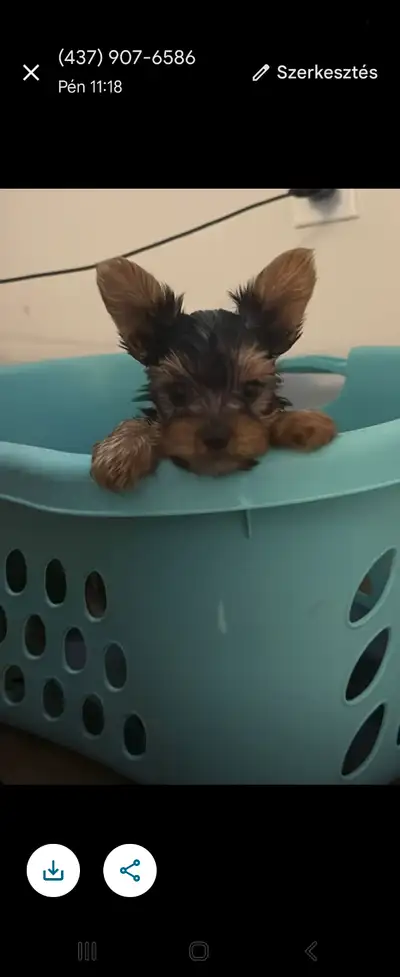 Yorkshire terrier, View more