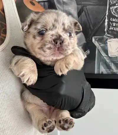 Gorgeous French Bulldog Fluffy ❤️, View more