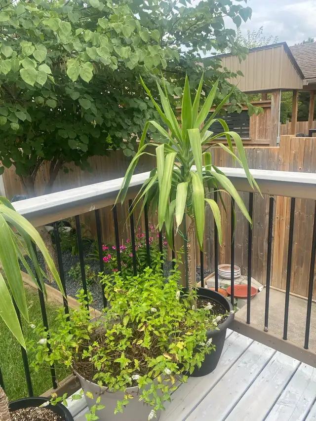 Yucca Plant | Plants, Fertilizer & Soil | St. Catharines | Free