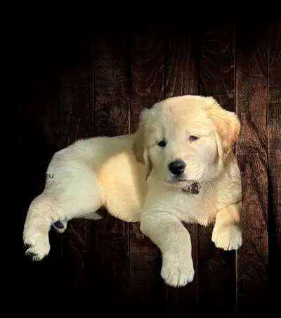 Chiots Golden Retriever de grande qualité  idéal pour la famille, View more