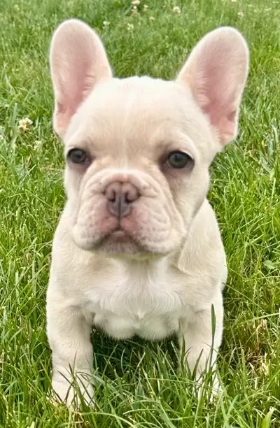 French bulldog puppies  at its finest .only 2  left, View more