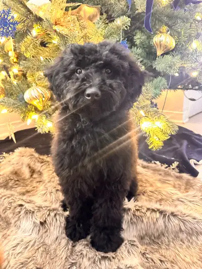 Mini Goldendoodle- 2 males, View more