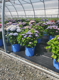 HYDRANGEA ON SALE