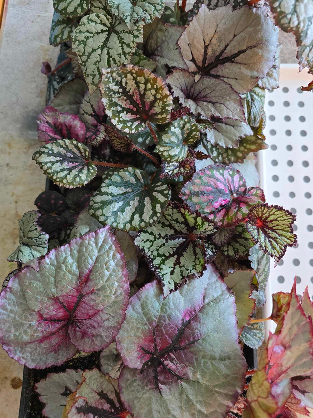 PLANT SALE - Begonias, Succulents and More in Plants, Fertilizer & Soil in Calgary - Image 4