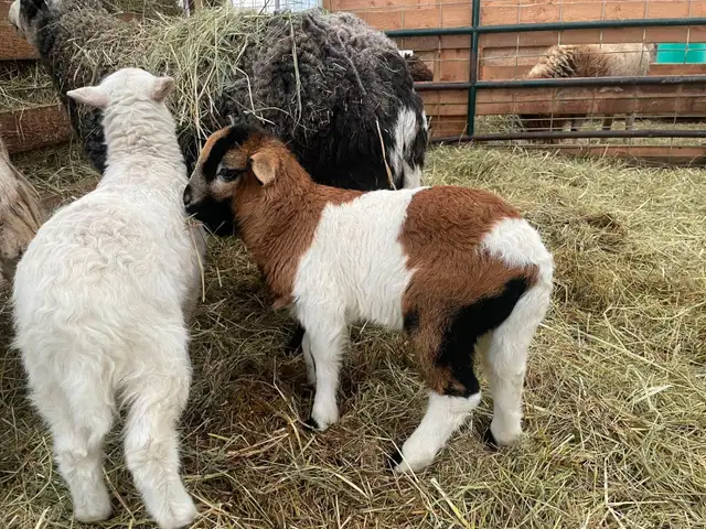 2 hair sheep ram lambs breeding stock in Livestock in Smithers - Image 3