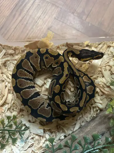 python royal classic, View more