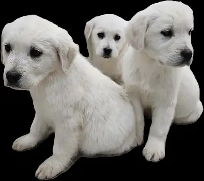 white Retriever puppies, View more