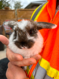 Male Holland lop bunny 8 weeks