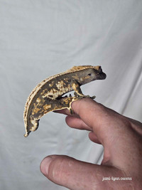 Male Crested Gecko 