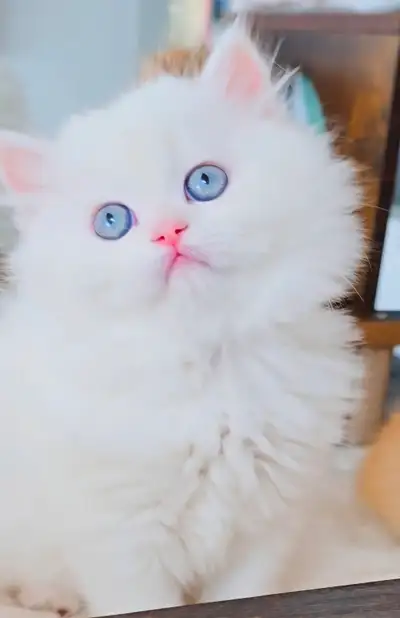 Persian kittens, View more