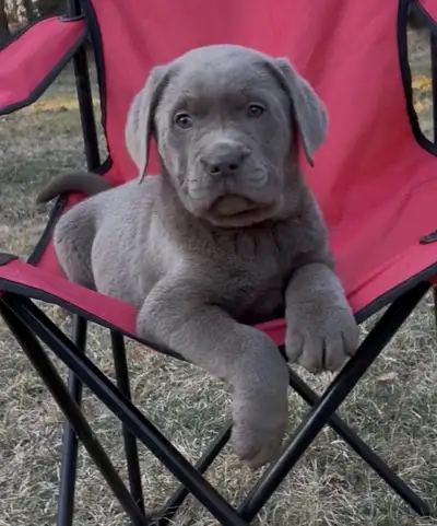 Silver Labrador Puppies, View more
