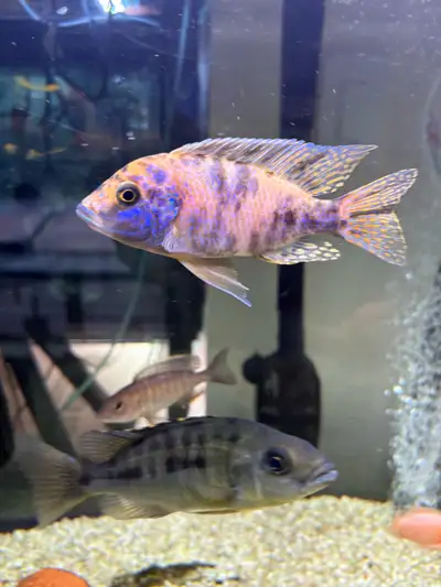 African cichlid fish , View more