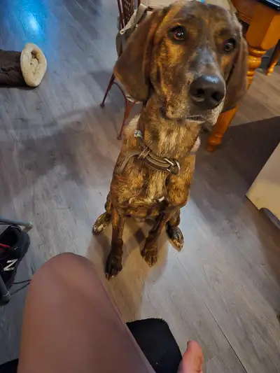 Chien de chasse (plott hound), View more