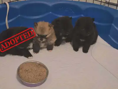 Pomeranian Pups!, View more