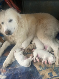  Great Pyrenees puppies