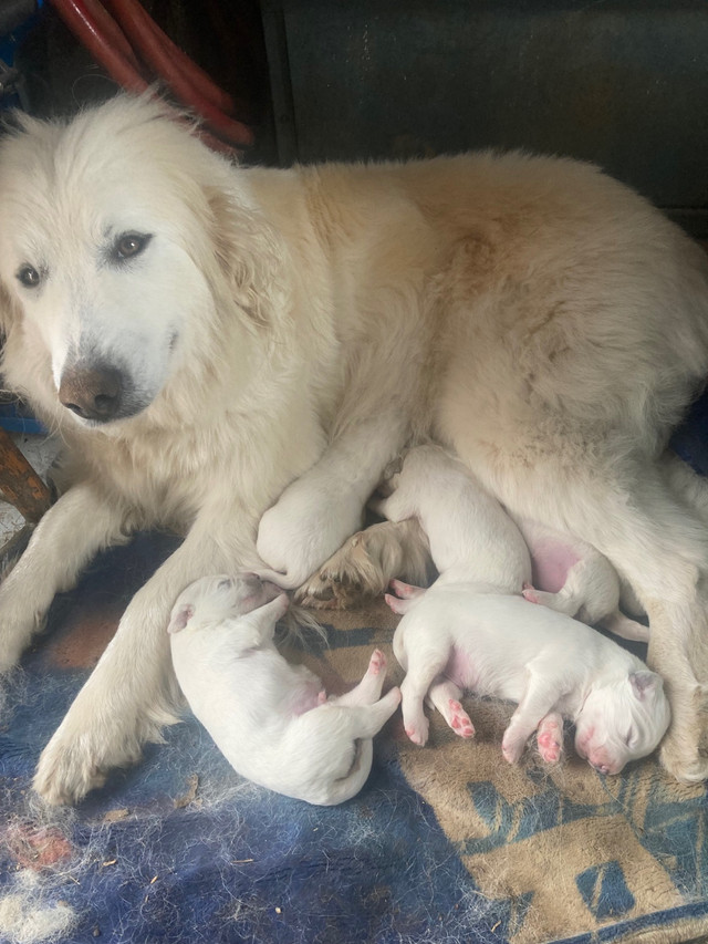 Purebred Great Pyrenees puppies in Dogs & Puppies for Rehoming in Truro