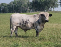 Registered Speckle Park Bull - 3 y/o Breeding Soundness Tested