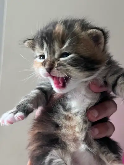 4 Kittens for Sale – Calico, Tortie & Black/Grey Ready to Rehome, View more
