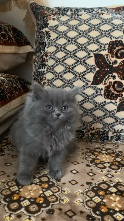 British longhair kitten❤️, View more