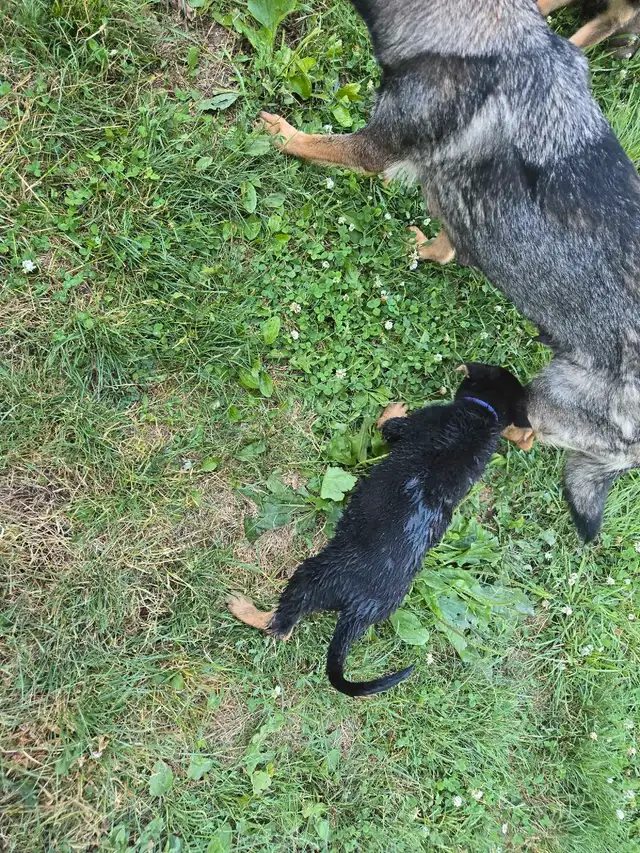 GERMAN SHEPHERD PUPPIES PURE BREED READY to go in Dogs & Puppies for Rehoming in St. Catharines - Image 6
