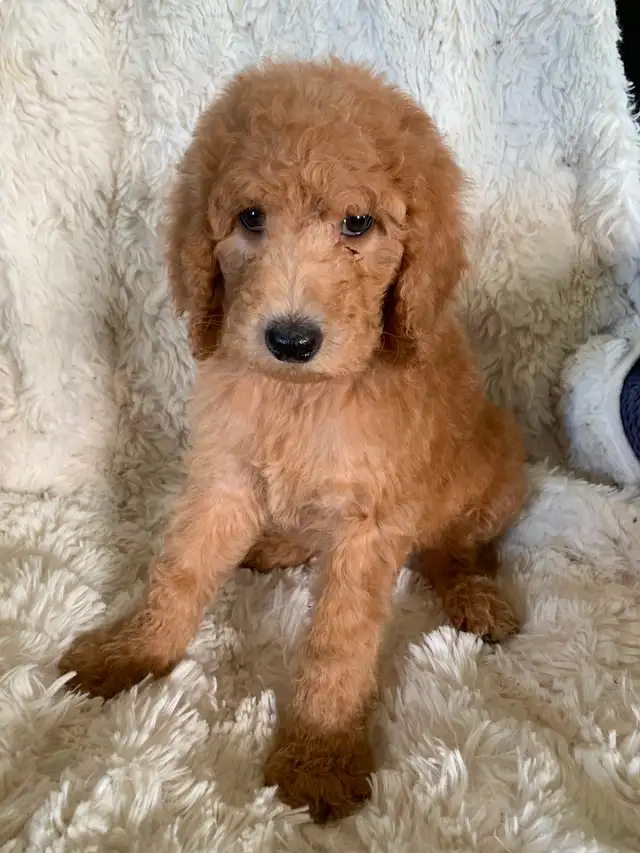Beautiful smart standards poodle puppies in Dogs & Puppies for Rehoming in Vancouver - Image 11