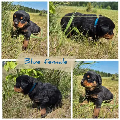 I have 4 female Rottweiler puppies for sale. Born May 12. Ready to go on July 7. Will come with firs...
