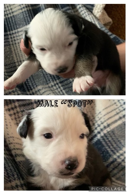 Australian Shepherd puppies Dogs & Puppies for Rehoming