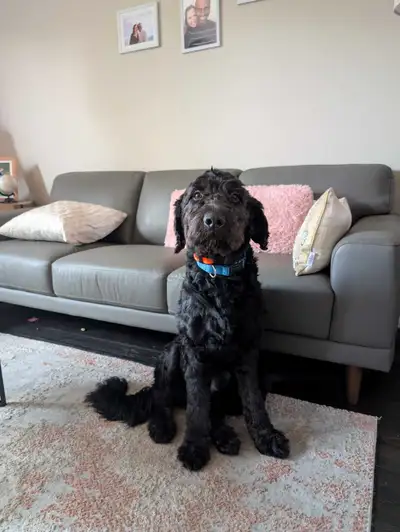 Healthy golden doodle. Male, 1 year old. Has not been fixed. House trained and cage trained. He love...