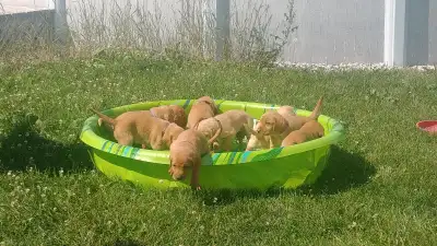 We are a small breeder of American Style Red Fox Lab puppies and are expecting a litter of Red Lab p...