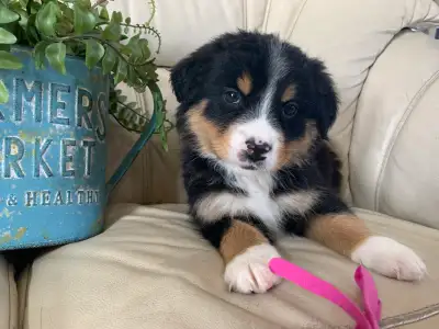 Australian Shepherd x Bernese Mountain Pups, View more