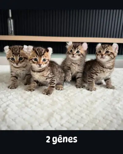 Nos chatons Highland Lynx ROSEBUD seront prêts à rejoindre leurs nouvelles familles dès le 1er juill...
