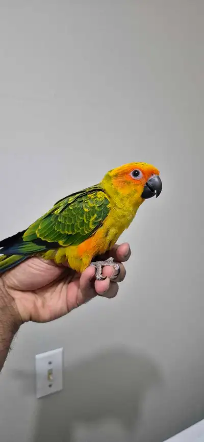 FEMALE handfed baby sun conure available, View more