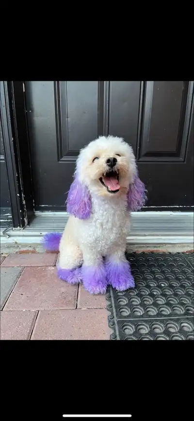 Anyone looking for a poodle?, View more