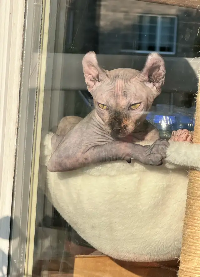 Sphinx Elf in Cats & Kittens for Rehoming in Québec City - Image 6