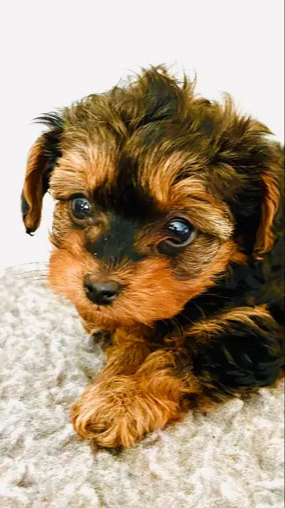 Chiot yorkipoo Nous avons adorable chiots, prêt à rejoindre votre famille. Ce petit compagnon est jo...