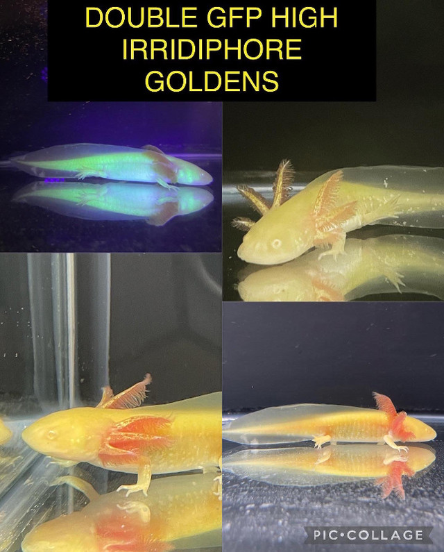 Axolotls - Ethical and Reputable Breeder in Other Pets for Rehoming in Edmonton - Image 2